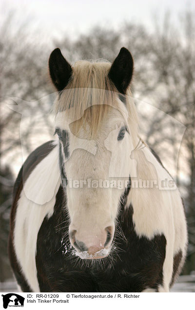 Irish Tinker Portrait / RR-01209