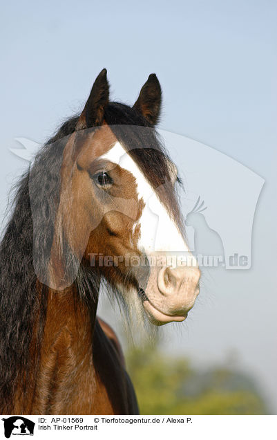 Irish Tinker Portrait / Irish Tinker Portrait / AP-01569