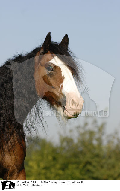 Irish Tinker Portrait / Irish Tinker Portrait / AP-01572