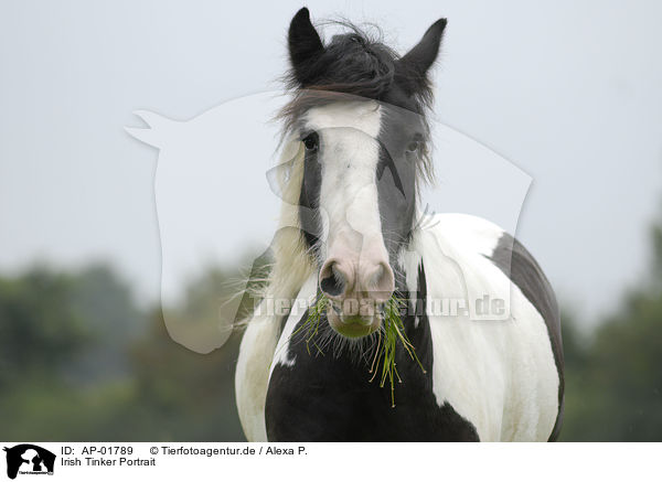 Irish Tinker Portrait / Irish Tinker Portrait / AP-01789