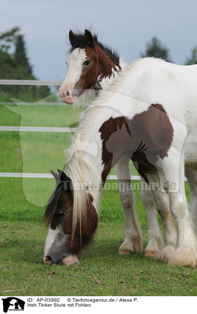 Irish Tinker Stute mit Fohlen / Irish Tinker mare with foal / AP-03992