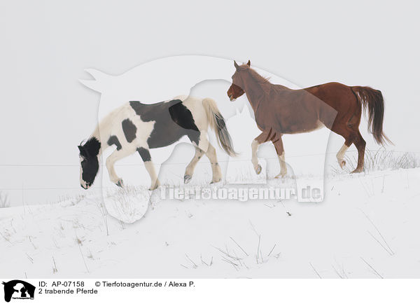 2 trabende Pferde / AP-07158