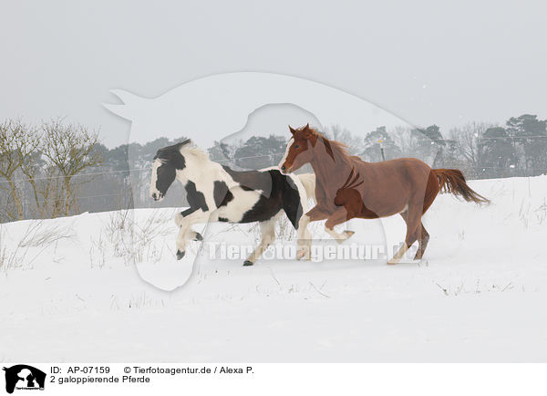 2 galoppierende Pferde / AP-07159