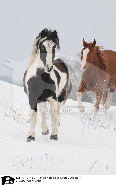 2 trabende Pferde / AP-07160