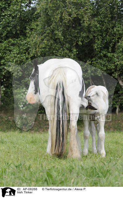 Irish Tinker / Gypsy Horses / AP-08266