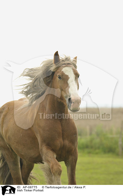 Irish Tinker Portrait / Irish Tinker Portrait / AP-08775