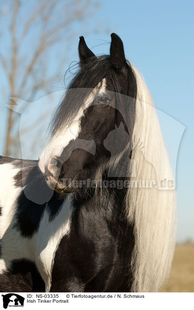 Irish Tinker Portrait / Irish Tinker Portrait / NS-03335