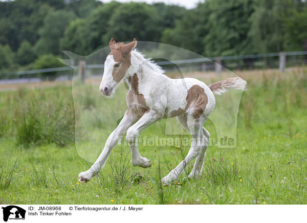 Irish Tinker Fohlen / Irish Tinker Foal / JM-08968