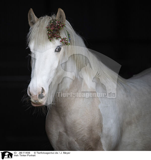 Irish Tinker Portrait / Irish Tinker Portrait / JM-11498