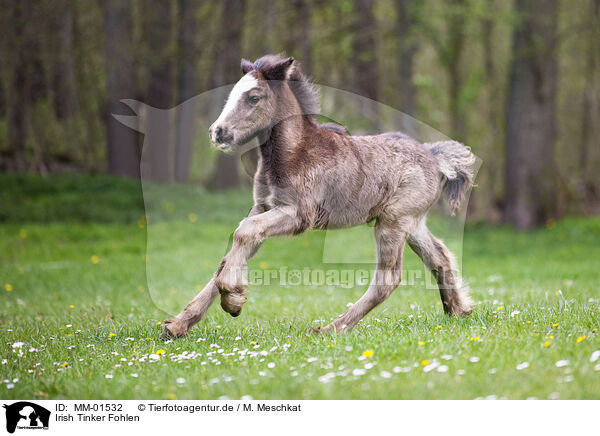 Irish Tinker Fohlen / Irish Tinker foal / MM-01532