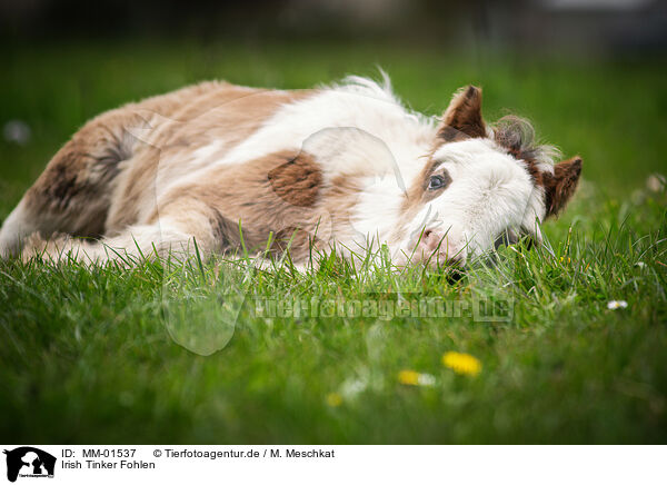 Irish Tinker Fohlen / Irish Tinker foal / MM-01537