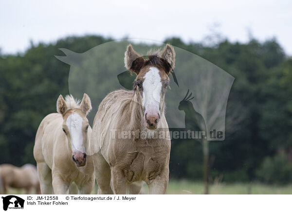 Irish Tinker Fohlen / Irish Tinker foals / JM-12558