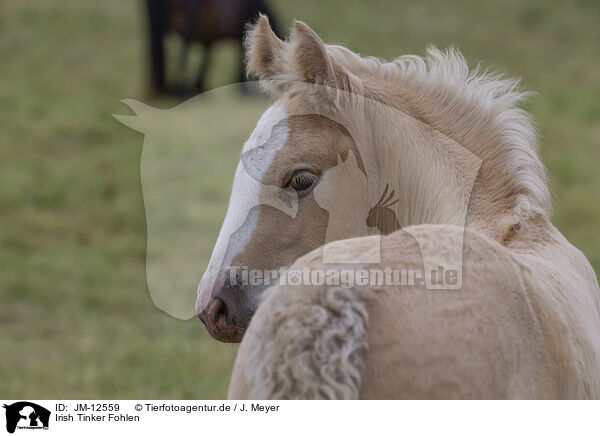 Irish Tinker Fohlen / Irish Tinker foal / JM-12559