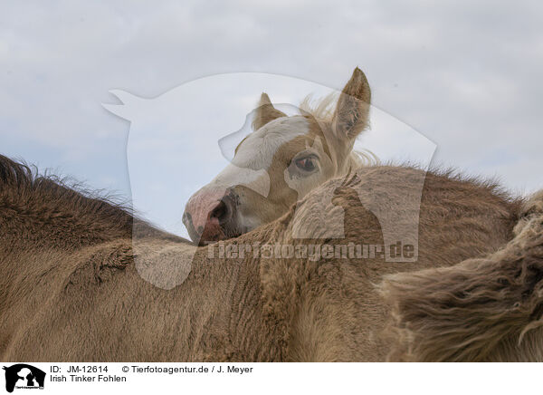 Irish Tinker Fohlen / Irish Tinker foals / JM-12614