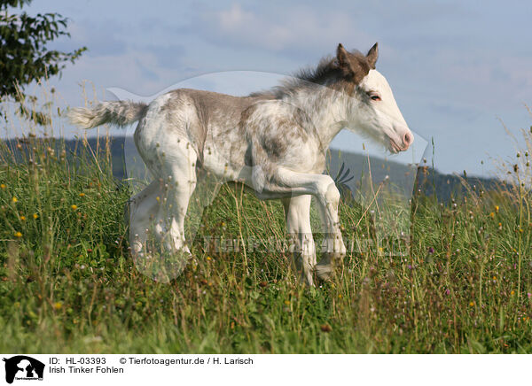 Irish Tinker Fohlen / Irish Tinker foal / HL-03393