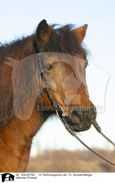 Islnder Portrait / Icelandic horse portrait / SS-00795