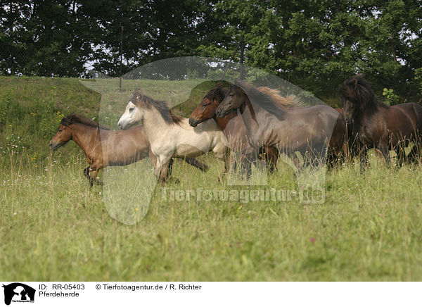 Pferdeherde / herd of horses / RR-05403