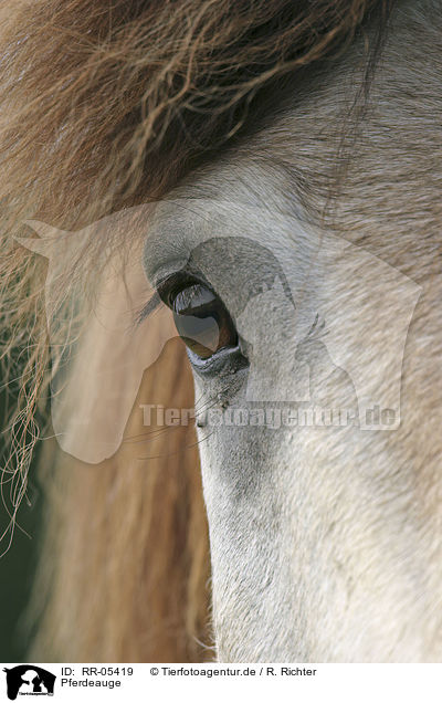 Pferdeauge / horse eye / RR-05419