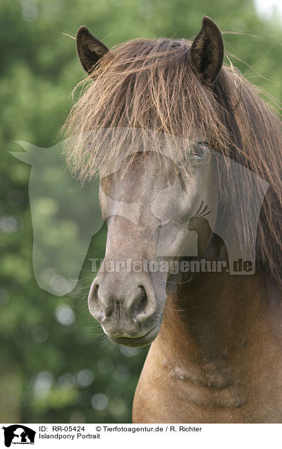 Islandpony Portrait / Icelandic horse Portrait / RR-05424