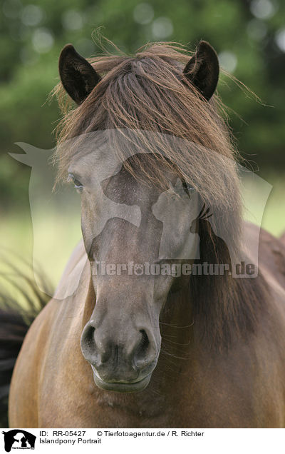 Islandpony Portrait / Icelandic horse Portrait / RR-05427