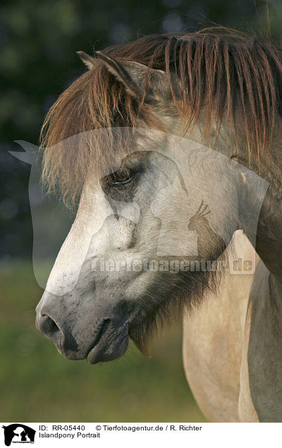 Islandpony Portrait / Icelandic horse Portrait / RR-05440