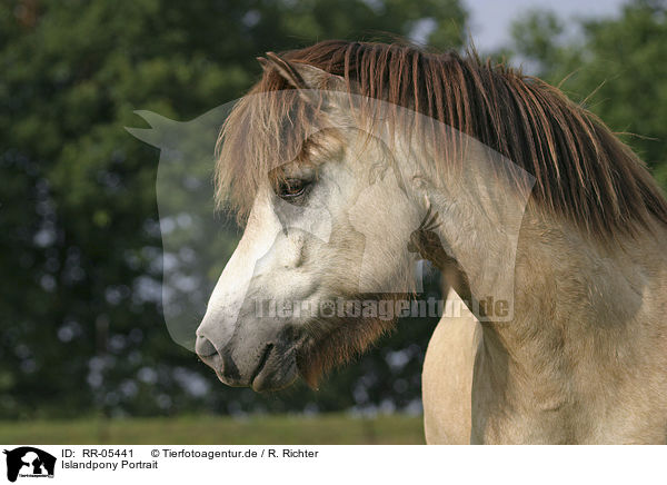 Islandpony Portrait / Icelandic horse Portrait / RR-05441