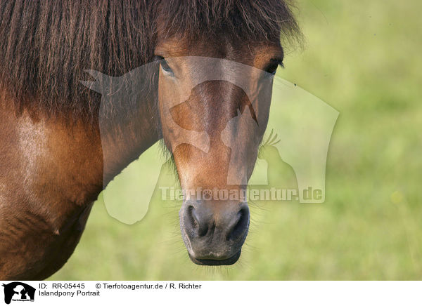Islandpony Portrait / Icelandic horse Portrait / RR-05445