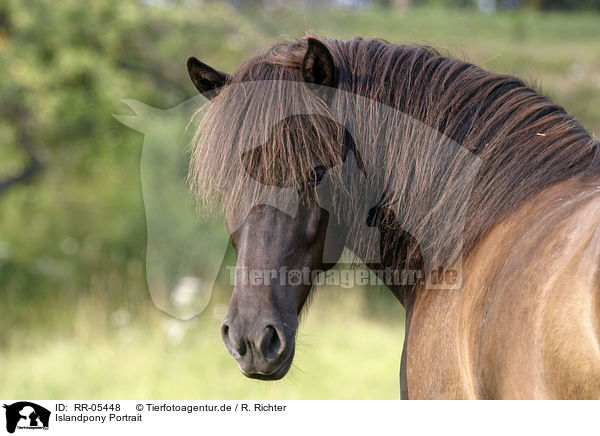 Islandpony Portrait / Icelandic horse Portrait / RR-05448