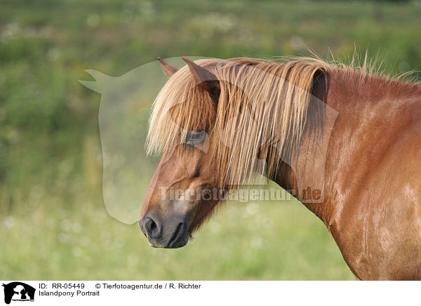 Islandpony Portrait / Icelandic horse Portrait / RR-05449