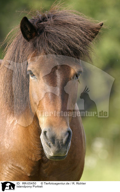 Islandpony Portrait / Icelandic horse Portrait / RR-05450