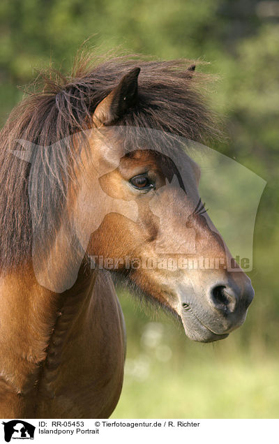Islandpony Portrait / Icelandic horse Portrait / RR-05453