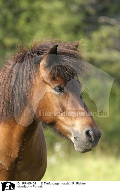 Islandpony Portrait / Icelandic horse Portrait / RR-05454