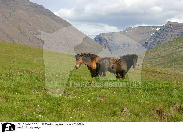 zwei Islandponys / Icelandic horses / PM-01305