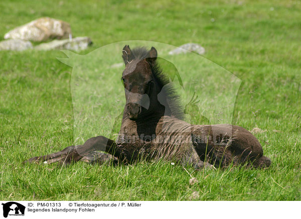 liegendes Islandpony Fohlen / lying Icelandic horse foal / PM-01313