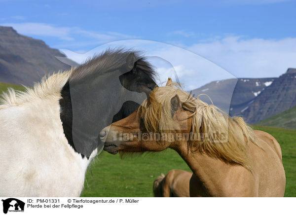 Pferde bei der Fellpflege / PM-01331
