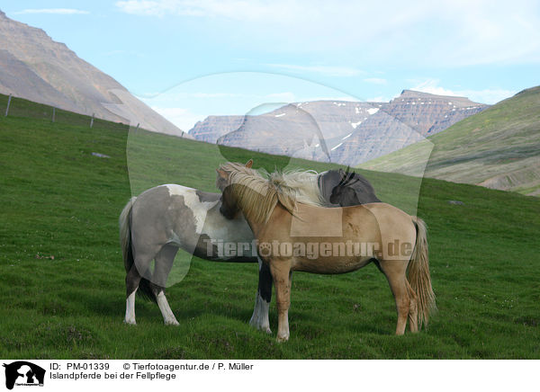 Islandpferde bei der Fellpflege / PM-01339