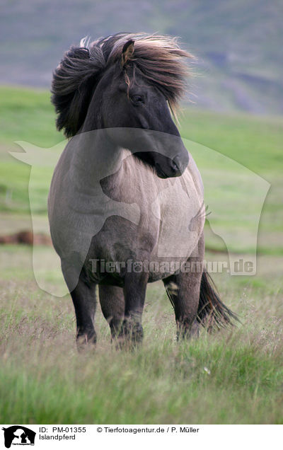 Islandpferd / Icelandic horse / PM-01355