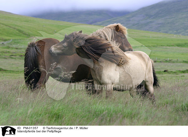 Islandpferde bei der Fellpflege / cleaning horses / PM-01357