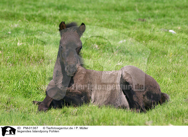 liegendes Islandpony Fohlen / lying Icelandic horse foal / PM-01367