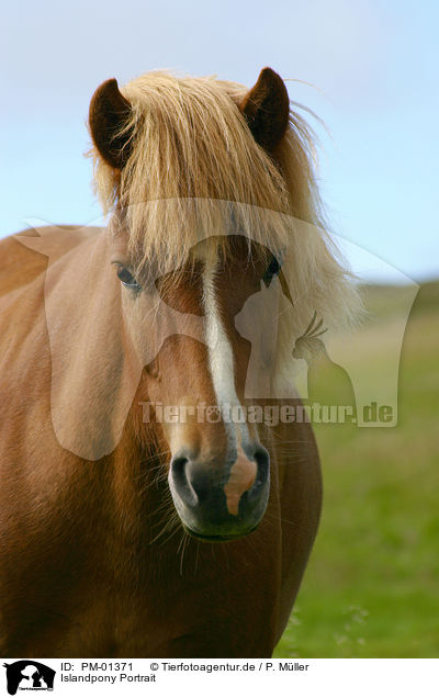 Islandpony Portrait / Icelandic horse Portrait / PM-01371
