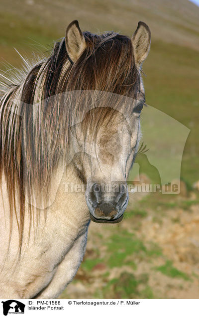 Islnder Portrait / Icelandic horse Portrait / PM-01588