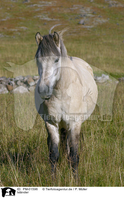 Islnder / Icelandic horse / PM-01596