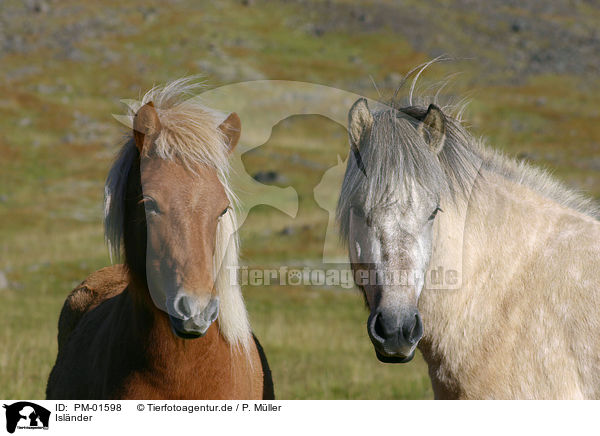 Islnder / Icelandic horse / PM-01598