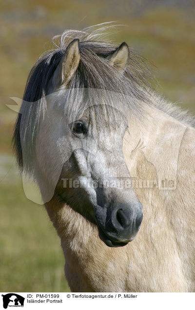 Islnder Portrait / Icelandic horse Portrait / PM-01599