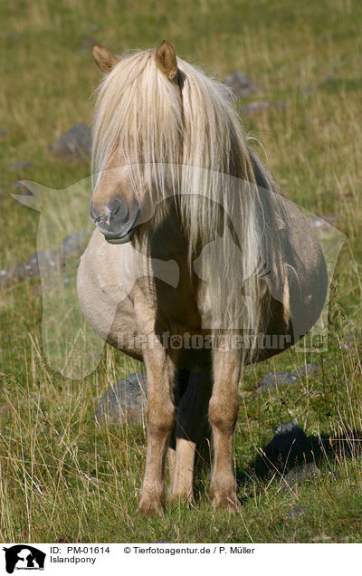 Islandpony / Icelandic horse / PM-01614