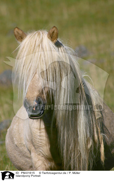 Islandpony Portrait / Icelandic horse Portrait / PM-01615