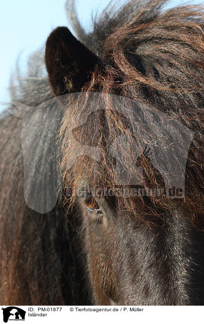 Islnder / Icelandic horse / PM-01877