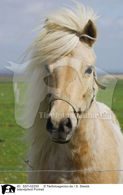 Islandpferd Portrait / Islandic horse Portrait / SST-02255