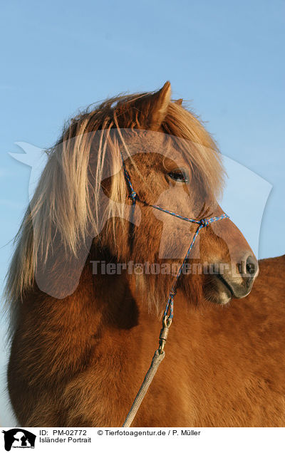 Islnder Portrait / icelandic horse portrait / PM-02772
