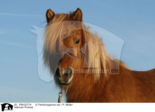 Islnder Portrait / icelandic horse portrait / PM-02774